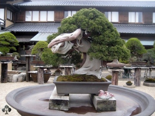 9 cây bonsai đẹp nhất thế giới