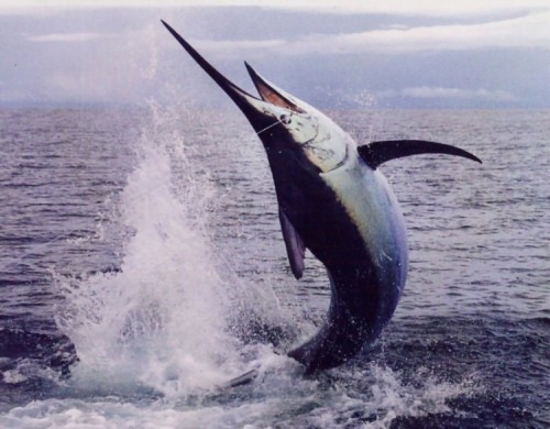 10 loài cá bơi nhanh nhất thế giới
