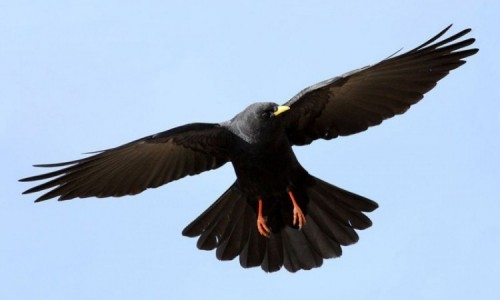 10 loài chim bay cao nhất thế giới