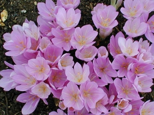 10 loài hoa đẹp nhưng độc nhất thế giới - ALONGWALKER