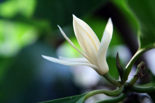 10 loài hoa tốt cho sức khỏe và làm đẹp