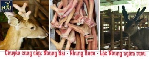 5 cửa hàng bán nhung hươu chất lượng và uy tín nhất ở tphcm