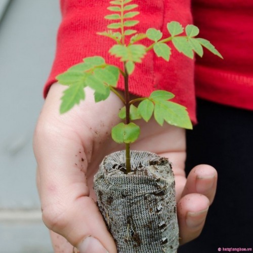 10 bài văn tả một cây non mới trồng hay nhất