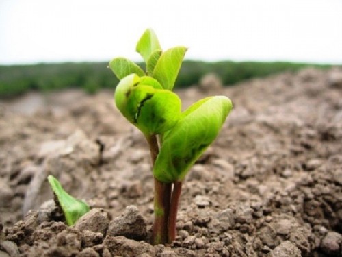 10 bài văn tả một cây non mới trồng hay nhất