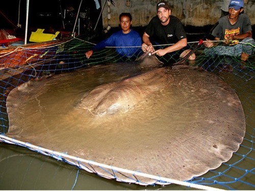 amazon,  10 loài cá khổng lồ đang có nguy cơ bị tuyệt chủng