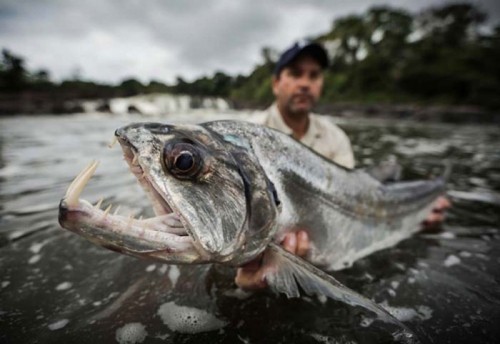 amazon,  10 loài cá khổng lồ đang có nguy cơ bị tuyệt chủng