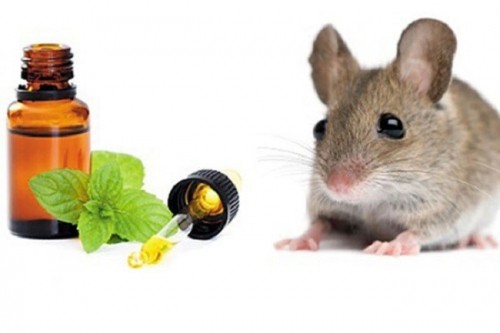 10 cách diệt chuột an toàn và hiệu quả nhất