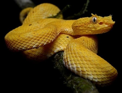 8 loài rắn độc nhất thế giới