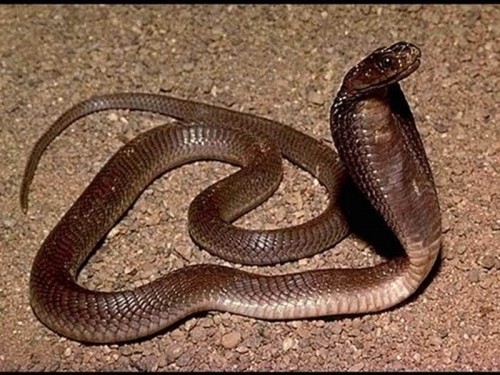 8 loài rắn độc nhất thế giới