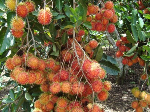 10 vườn trái cây nổi tiếng nhất ở bến tre
