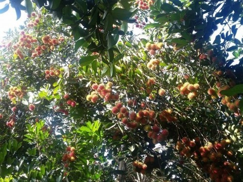 10 vườn trái cây nổi tiếng nhất ở bến tre