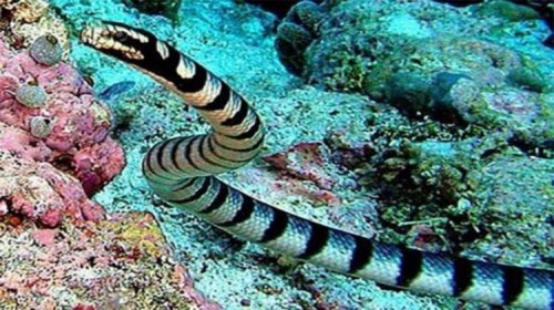 10 loài rắn có nọc độc đáng sợ nhất thế giới