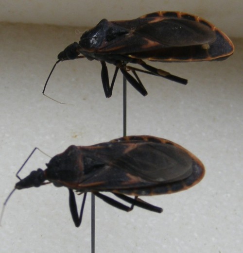 10 loài côn trùng độc nhất việt nam bạn cần biết