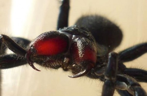 10 loài côn trùng độc nhất việt nam bạn cần biết