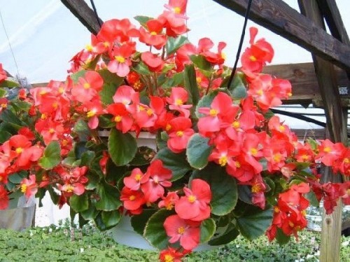 10 Loại hoa đẹp dễ trồng ở ban công