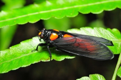 10 kỷ lục gia đặc biệt nhất trong thế giới côn trùng