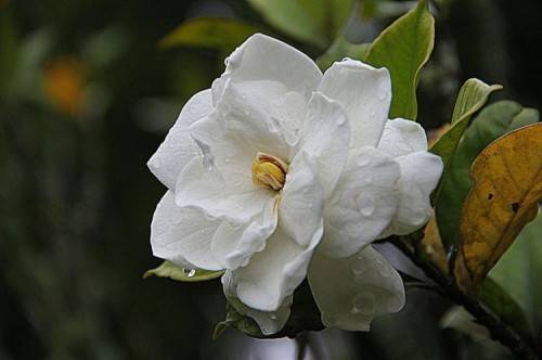10 loài hoa có sắc đẹp cuốn hút và mùi hương lôi cuốn nhất thế giới