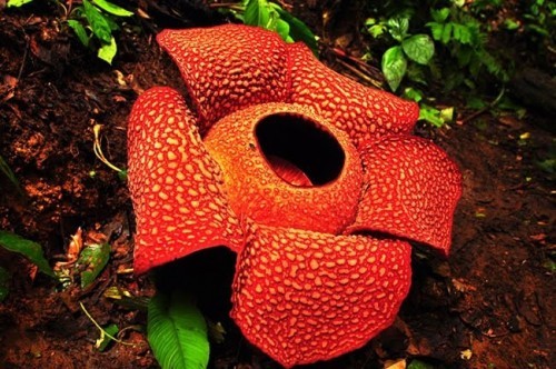 10 loài hoa kỳ lạ nhất thế giới sẽ làm bạn bất ngờ