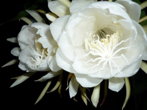 6 loài hoa đẹp và ý nghĩa