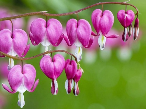 10 loài hoa đẹp nhất trên thế giới - ALONGWALKER