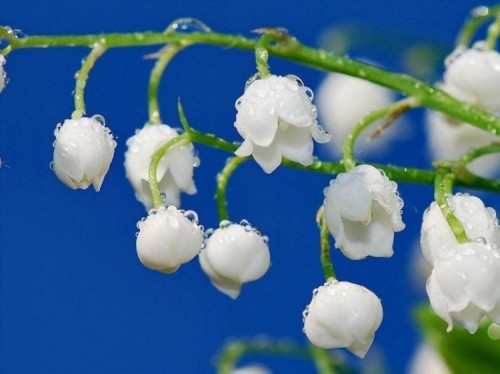 10 loài hoa đẹp nhất trên thế giới