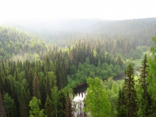 10 Khu rừng tự nhiên lớn nhất thế giới