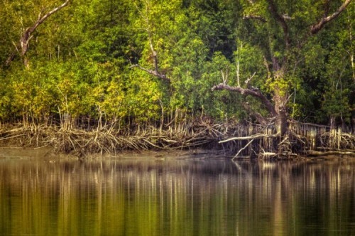 amazon,  10 khu rừng tự nhiên lớn nhất thế giới