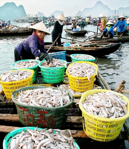 8 địa chỉ mua hải sản giá rẻ và uy tín nhất tại Quảng Ninh