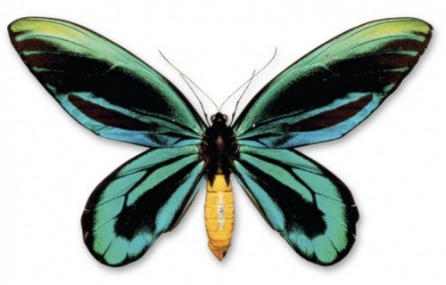 10 loài côn trùng đẹp nhất thế giới