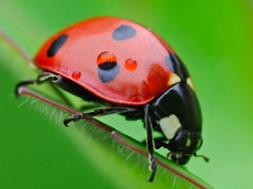 10 loài côn trùng đẹp nhất thế giới