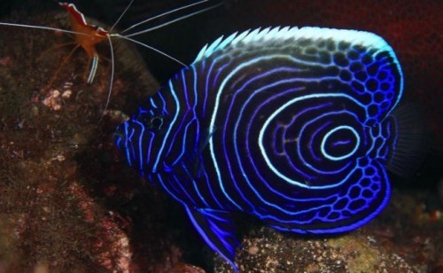 amazon,  10 loài cá đẹp nhất thế giới