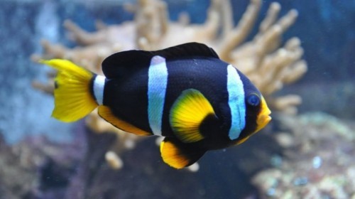 amazon,  10 loài cá đẹp nhất thế giới