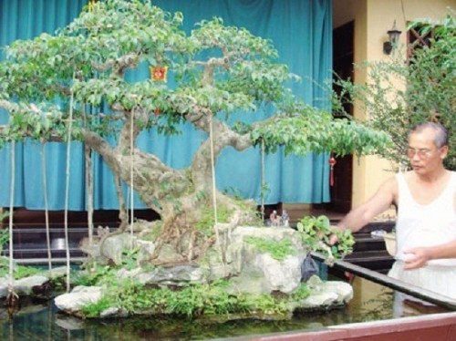 10 loại cây cảnh quý hiếm giá tiền tỷ ở Việt Nam