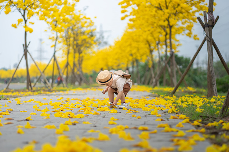Check-in ngay mùa hoa Chuông Vàng đang nở rộ ở Sài Gòn - iVIVU.com