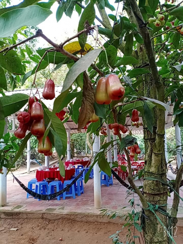 Kinh nghiệm đi các vườn trái cây Vĩnh Long ăn tẹt ga chỉ từ 40k