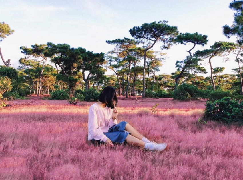 tây nguyên, đồi cỏ hồng gia lai: điểm check in đẹp như mơ cho các cặp đôi