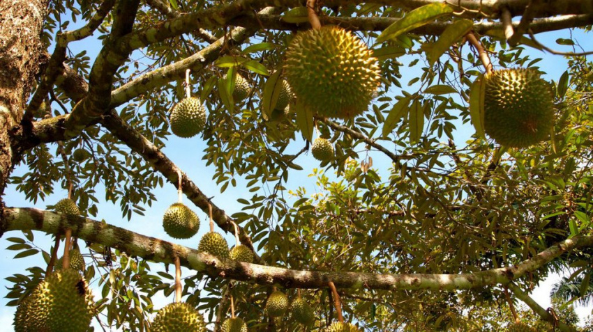 ‘fruit tour’ với 7 vườn trái cây bến tre vào mùa cực hấp dẫn