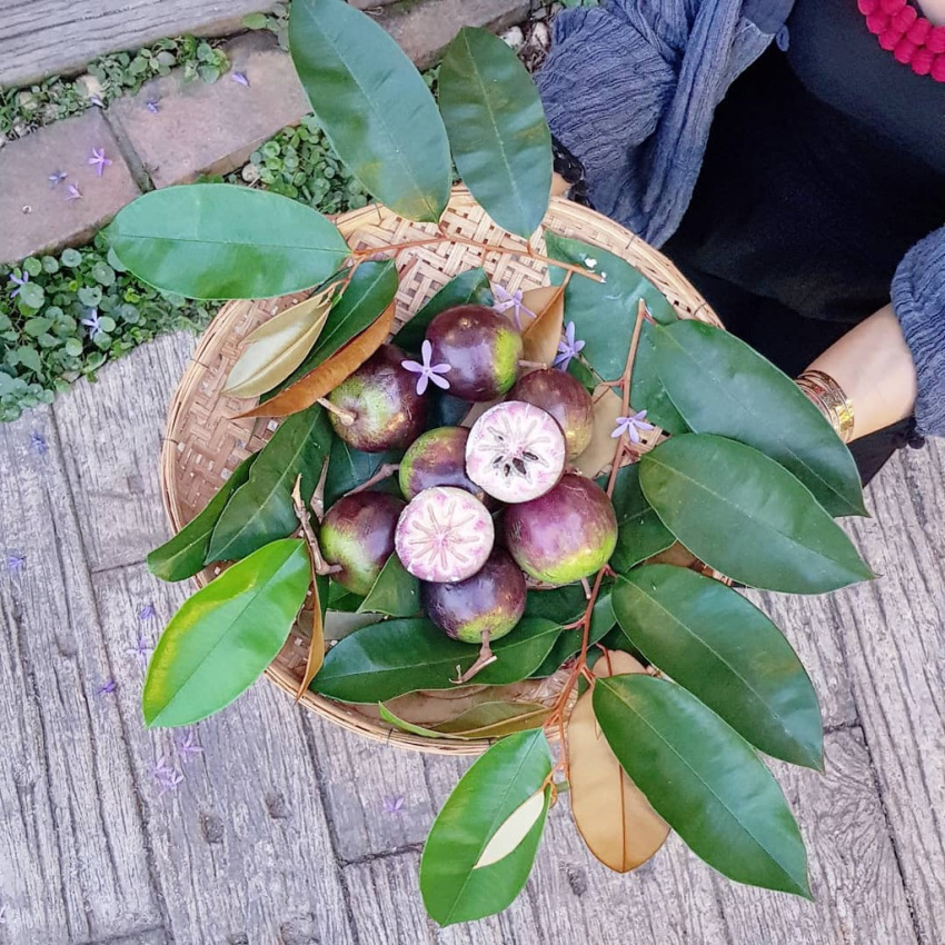 ‘fruit tour’ với 7 vườn trái cây bến tre vào mùa cực hấp dẫn