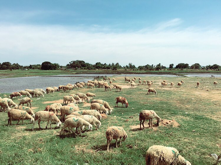 phượt ninh thuận, rủ hội bạn thân khám phá đồng cừu an hòa trong mùa hè này