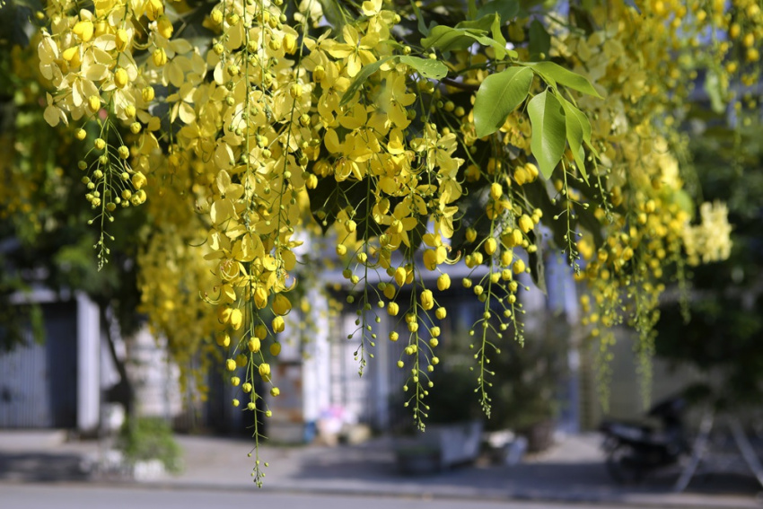 phượt hà nội, mùa hoa bằng lăng hà nội: đẹp dịu dàng giữa thủ đô tấp nập
