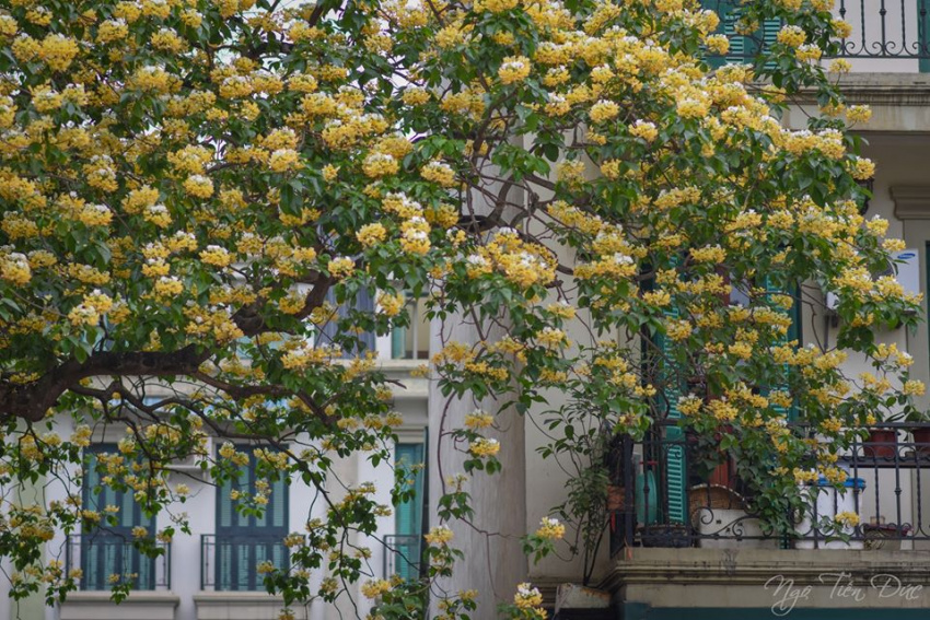 phượt hà nội, ‘ngẩn ngơ” trước cây hoa bún hà nội 300 năm tuổi