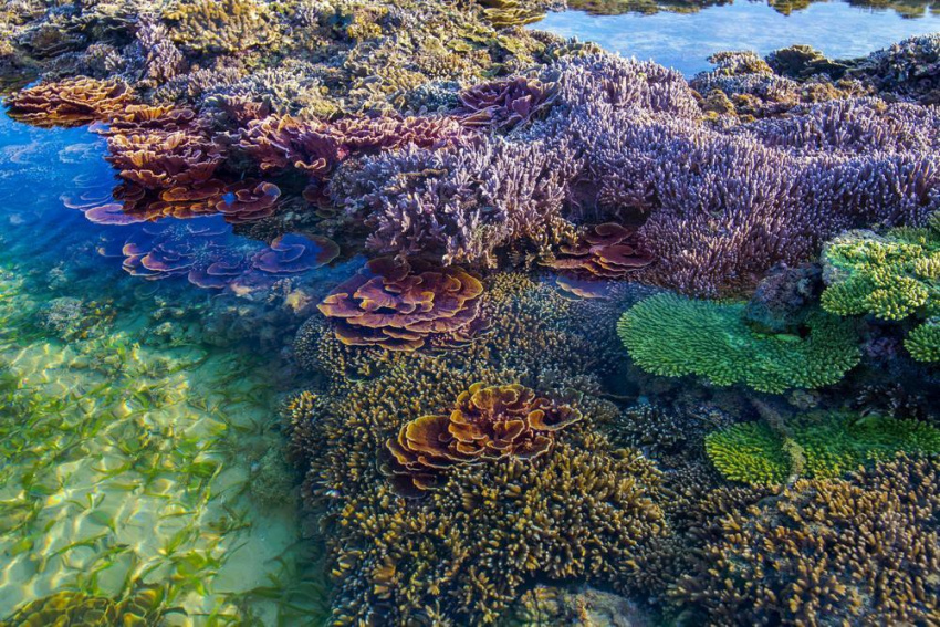mê đắm trước vẻ đẹp lộng lẫy của vườn san hô phú yên