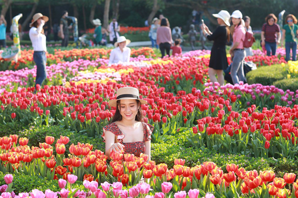 Hoa Tulip Đẹp Ngất Ngây Giữa Vườn Hoa Nhiệt Đới Hà Nội