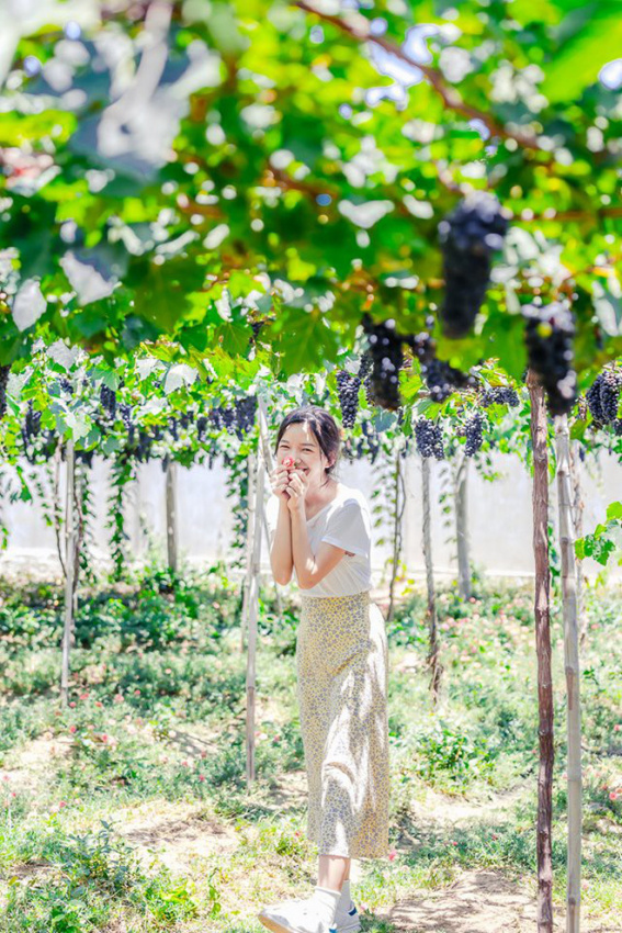 Cùng “bắt trend” thu hoạch nho căng mọng tại vườn nho Ninh Thuận