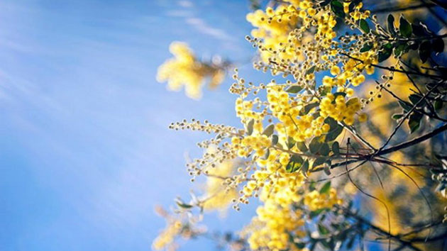 cơn sốt check in với top 6 loài hoa nở đẹp nhất mùa đông tại việt nam