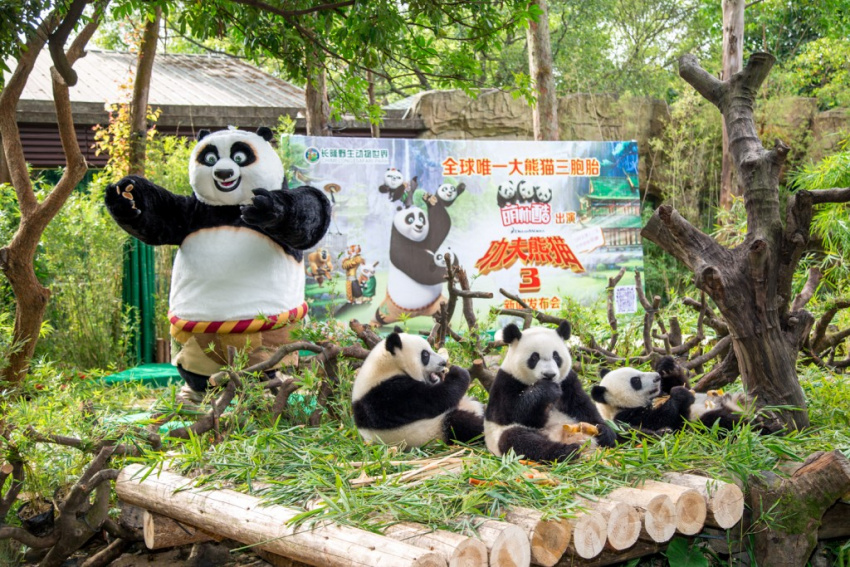 Có gì bên trong sở thú lớn nhất tại Quảng Châu?