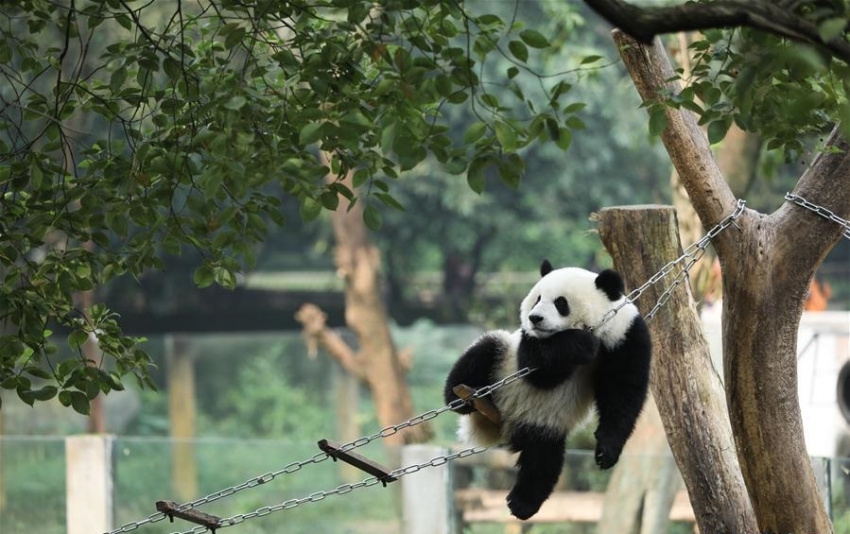 Sở thú Trùng Khánh – điểm đến thú vị cho những ai yêu động vật.