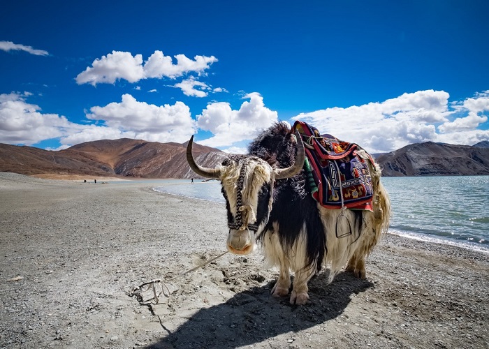 Bò Tây Tạng nặng 1.000 kg, chịu lạnh âm 40 độ C, bất kỳ bộ phận nào cũng có thể ‘đẻ ra tiền’