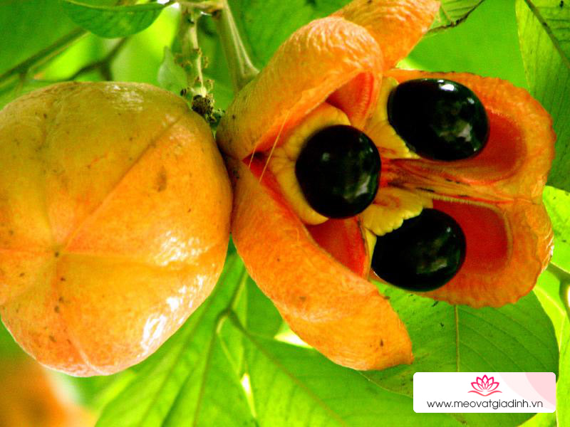 10 loại trái cây ngon nhất thế giới, trong đó có 3 loại mà người Việt nào cũng từng ăn rồi