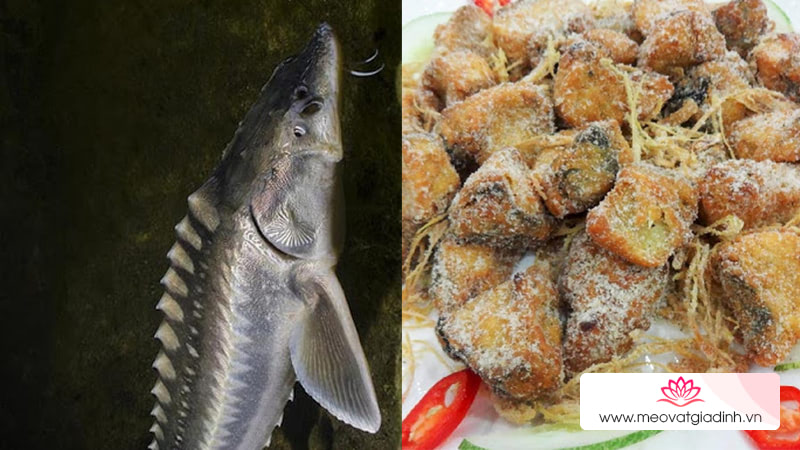 cá tầm, công thức nấu ăn, tổng hợp các món ăn ngon từ cá tầm, dễ làm lại nhà
